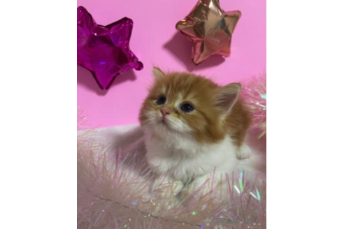 成約済の大阪府のスコティッシュフォールド-68347の3枚目